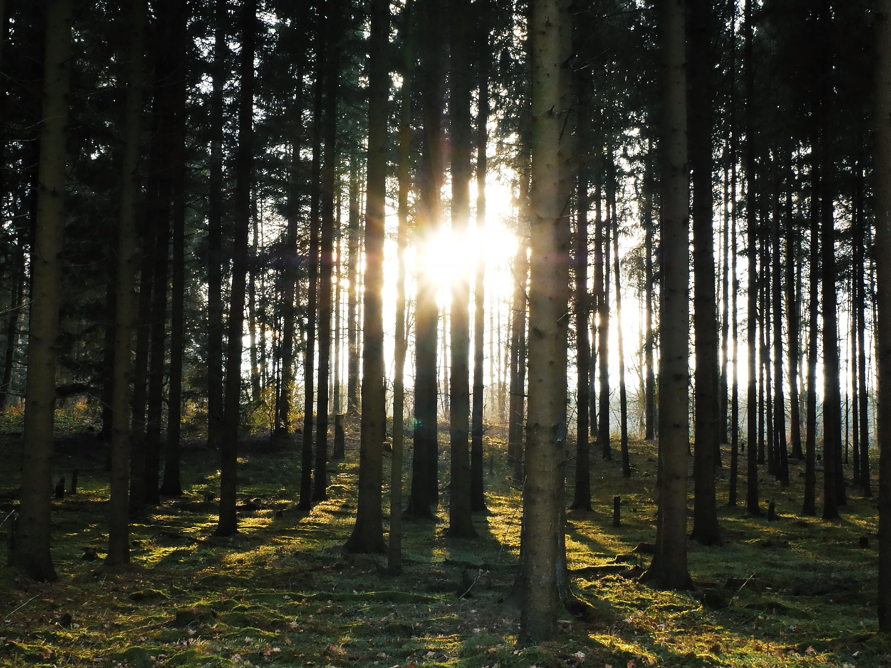 Breathing Trees gallery image 1