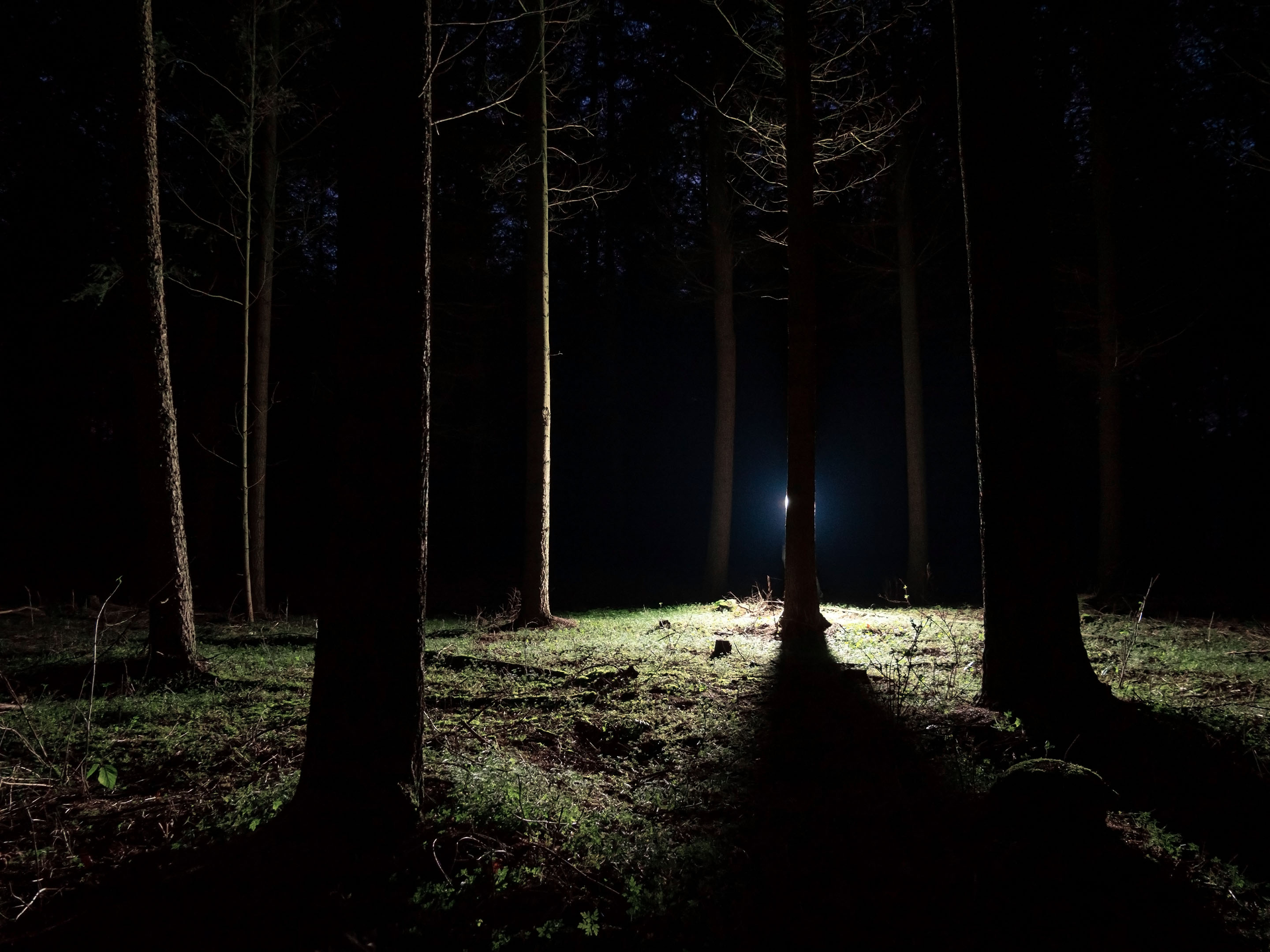 Breathing Trees gallery image 2