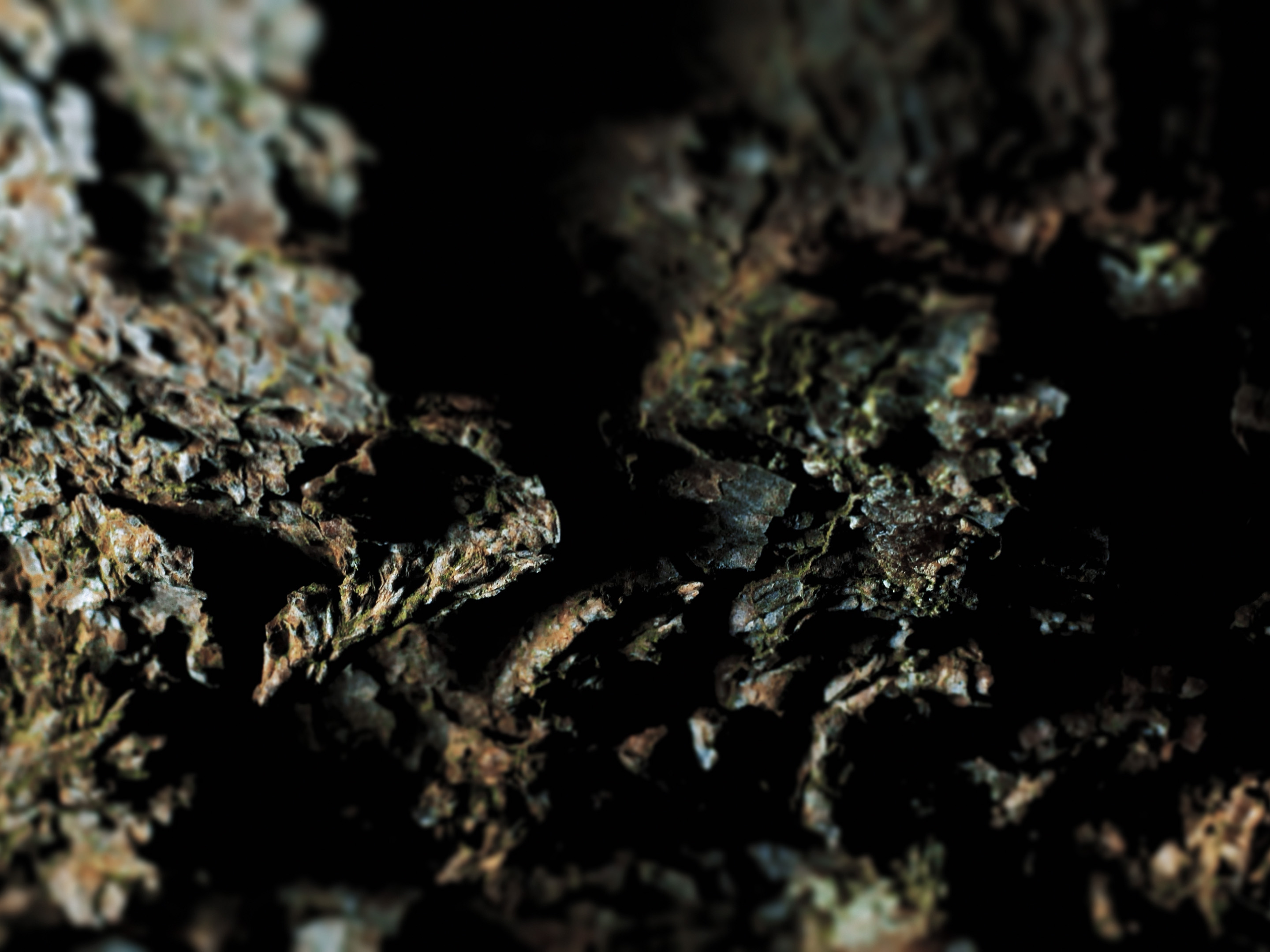 Breathing Trees gallery image 3