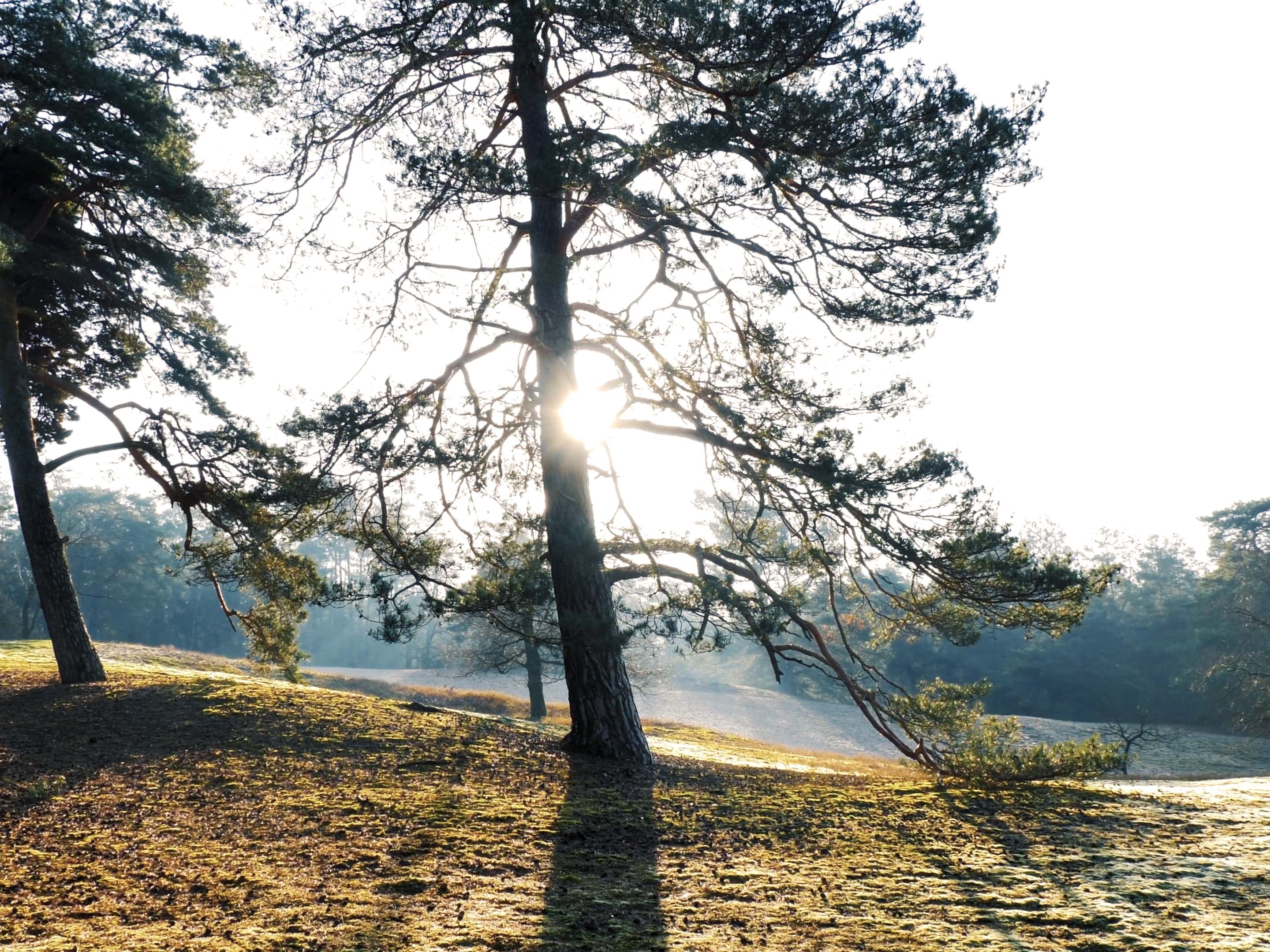 Breathing Trees gallery image 4