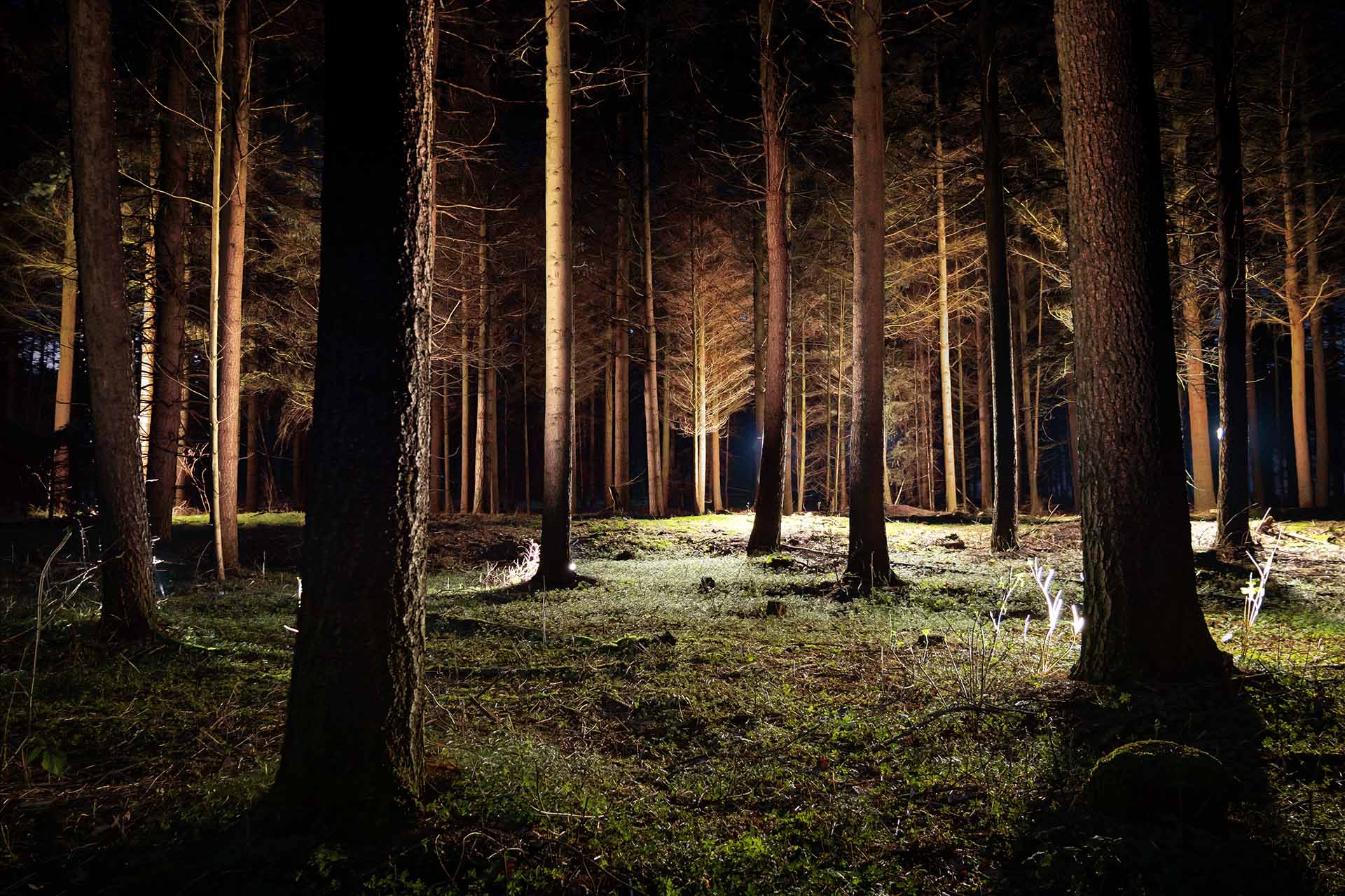 Forest at night